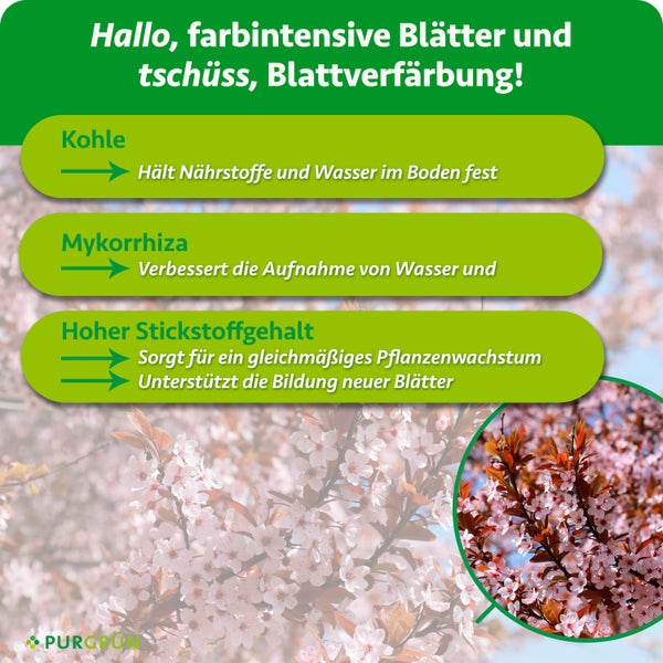 Infografik zeigt Vorteile von Purgrün Pflanzendünger mit Kohle Mykorrhiza und Stickstoff für gesundes Pflanzenwachstum und Blattfarbe.