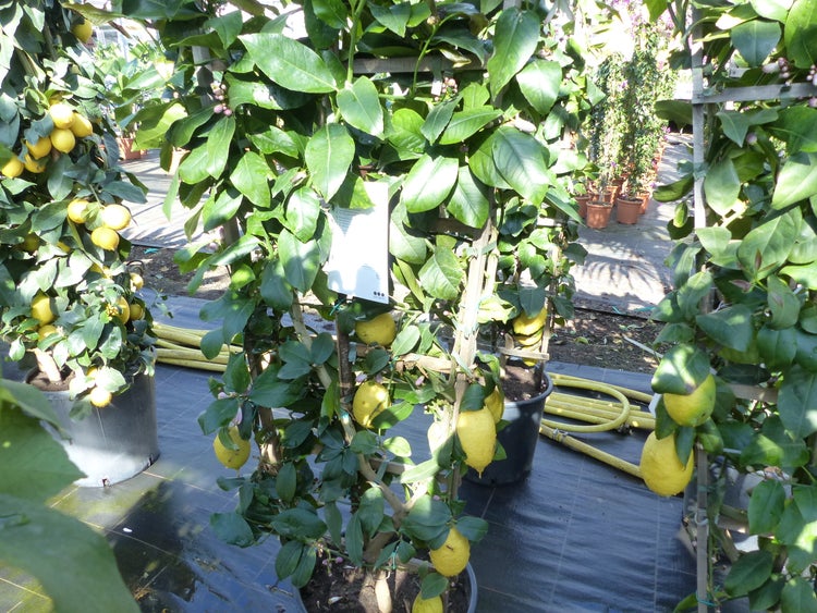 Spalier Zitrone 160 cm, Citrus Limon am Spalier, Zitronenbaum, Zitrus