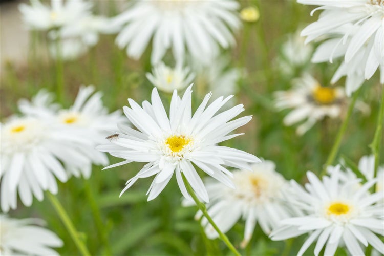 Leucanthemum x superbum 'Wirral Supreme', Margerite, weiß, ca. 9x9 cm Topf