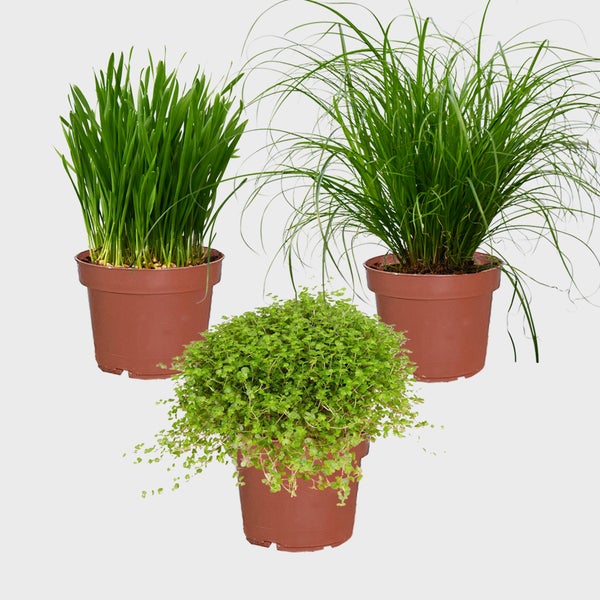 Katzengras mit Holzkiste PetLove 3er Box | Knabberpflanzen-Set mit Katzengras, und Weizengras | ø 11 cm Töpfe | Zimmerpflanzen und Balkonpflanzen 15–25 cm