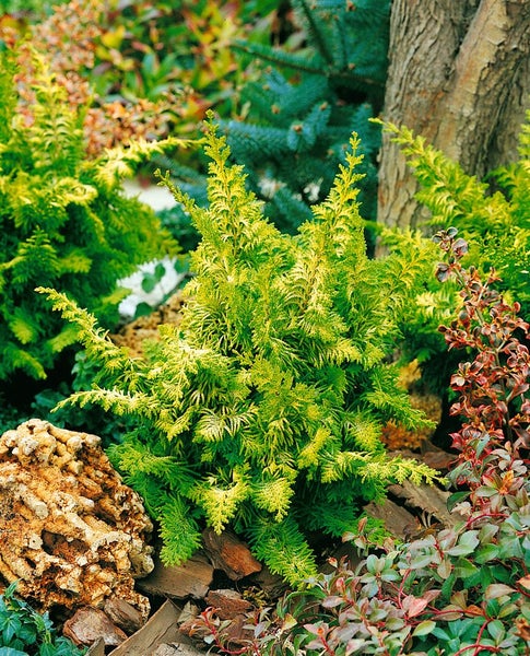 Chamaecyparis obtusa 'Fernspray Gold', Hinoki-Scheinzypresse, 20–25 cm