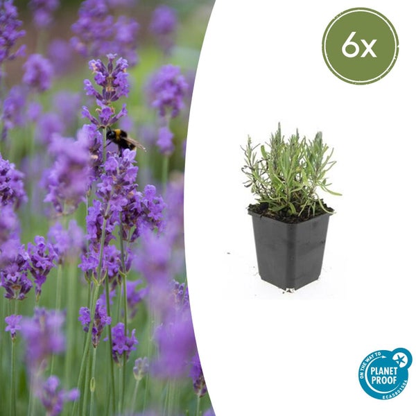 Lavendel im Topf