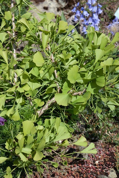 Ginkgo biloba 'Chris Dwarf', Fächerblattbaum, 25–30 cm