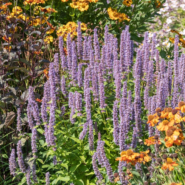 Blühende Duftnessel mit violetten Blütenähren in einem Garten neben gelben Sonnenbräuten.