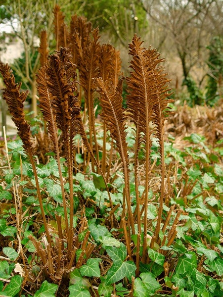 Nahaufnahme von Farne im Garten