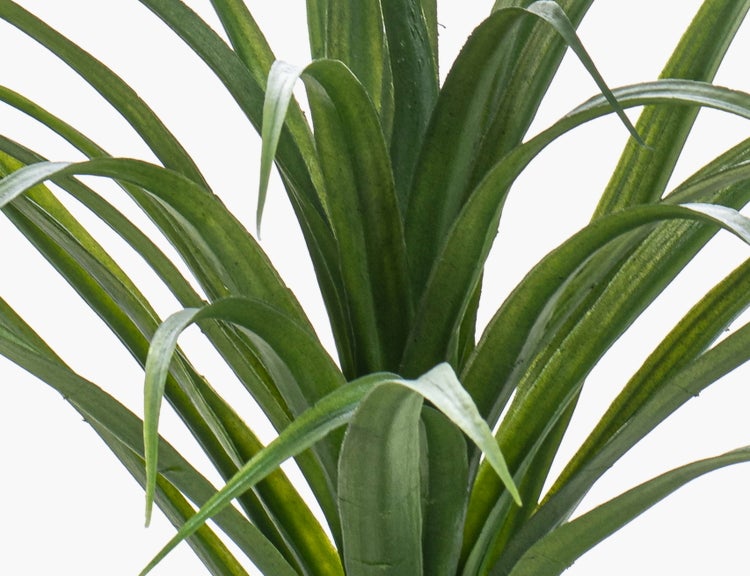 Nahaufnahme der langen, spitzen grünen Blätter einer Yucca Zimmerpflanze.