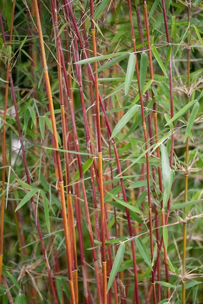 Fargesia 'Jiuzhaigou 1', Bambus, 60–80 cm