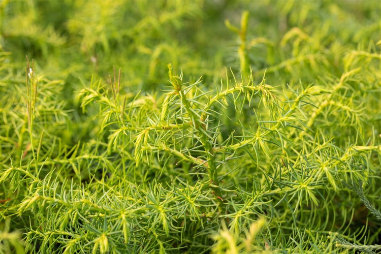 Cryptomeria japonica 'Elegans Viridis', Japanische Sicheltanne, 30–40 cm