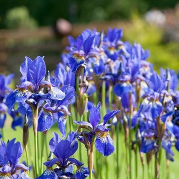 Nahaufnahme von blauen Schwertlilien im Garten