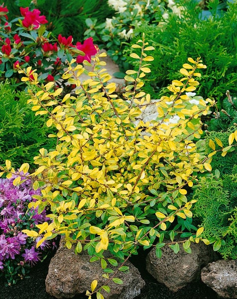 Ilex crenata 'Golden Gem', Japanische Stechpalme, goldgelb, 20–30 cm