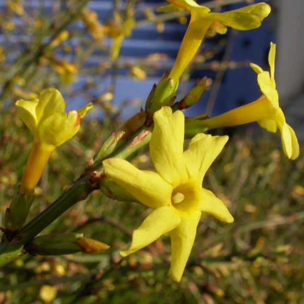 Nahaufnahme von Winterjasminblüten