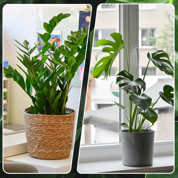 4er Zimmerpflanzen Set mit Bergpalme, Monstera, Philodendron Birkin und Glücksfeder – pflegeleicht, luftreinigend – Höhe 20–70 cm, Töpfe 10,5–17 cm