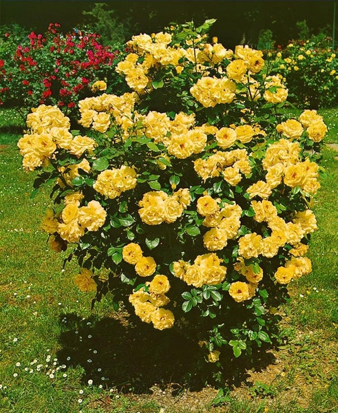 Rosa 'Lichtkönigin Lucia', gelb, ca. 5-7,5 Liter Container