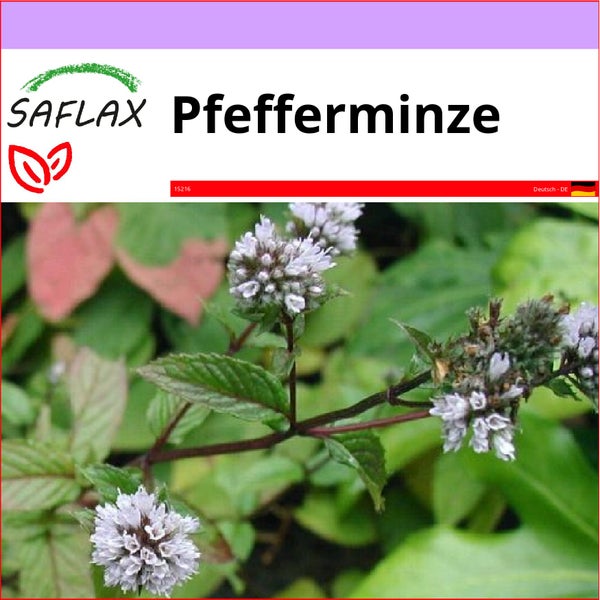 SAFLAX  - Pfefferminze - Mentha piperita - 300 Samen