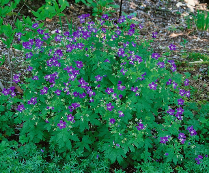 Geranium sylvaticum, Storchschnabel, violett, ca. 9x9 cm Topf