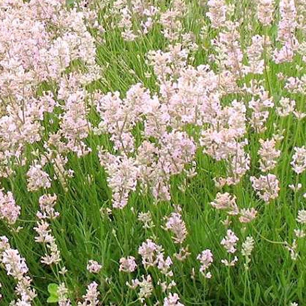 Feld mit Lavendelblüten