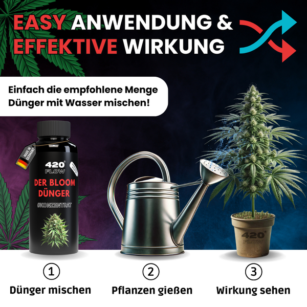 Anwendungshinweise für 420 Flow Bloom Dünger Konzentrat: mischen, gießen und Ergebnisse an einer Hanfpflanze beobachten.