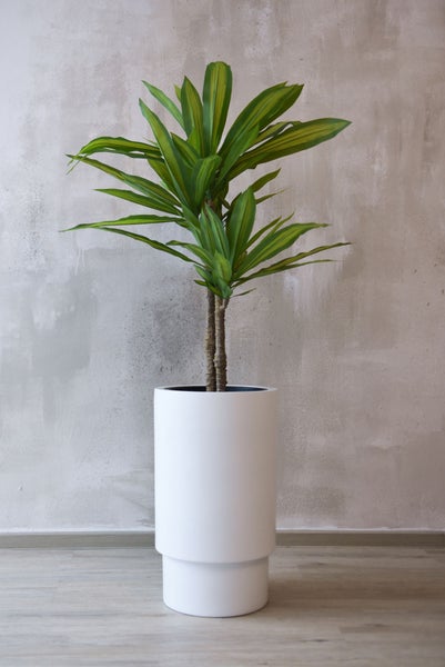 Dracaena fragrans Zimmerpflanze im hohen weißen Pflanzkübel vor einer grauen Wand auf hellem Holzboden.