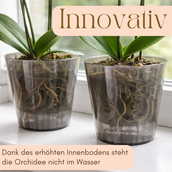 Zwei transparente Orchideentöpfe mit Orchideenpflanzen auf einer Fensterbank