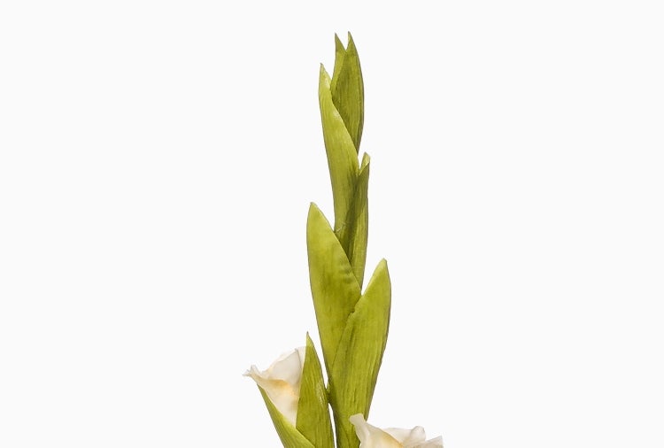 Weiße Gladiole mit grünen Blättern