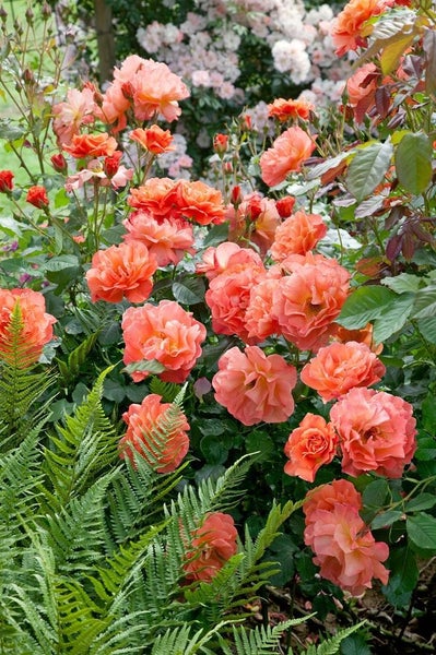 Rosa 'Westerland', Strauchrose, orange-gelb, 5-7,5 L Container