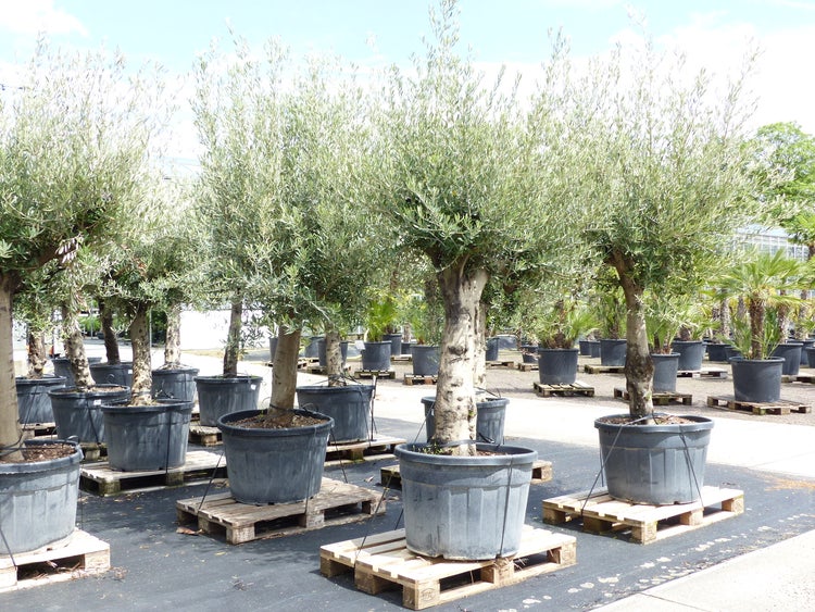 fake olivenbaum ikea Artificial olive tree lifelike 165cm  Katie Fischer