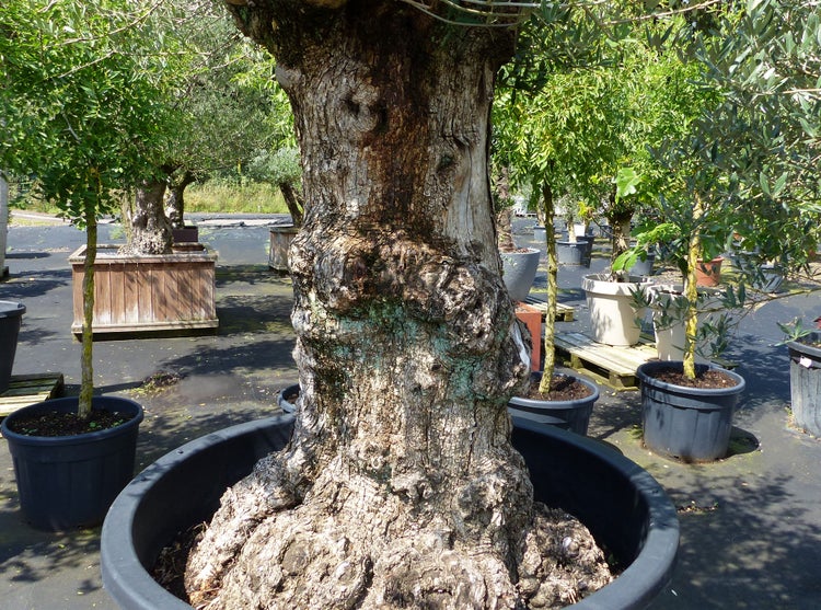 Alter Olivenbaum mit markantem knorrigem Stamm in einem grossen Kunststoffkübel in einer Gärtnerei.