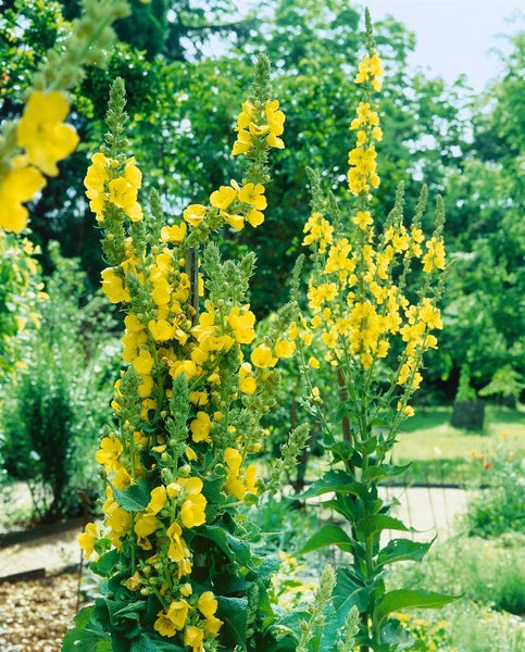 Verbascum densiflorum, Großblütige Königskerze, gelb, ca. 9x9 cm Topf