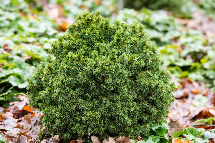Kissenförmige Zwergfichte im Gartenbeet