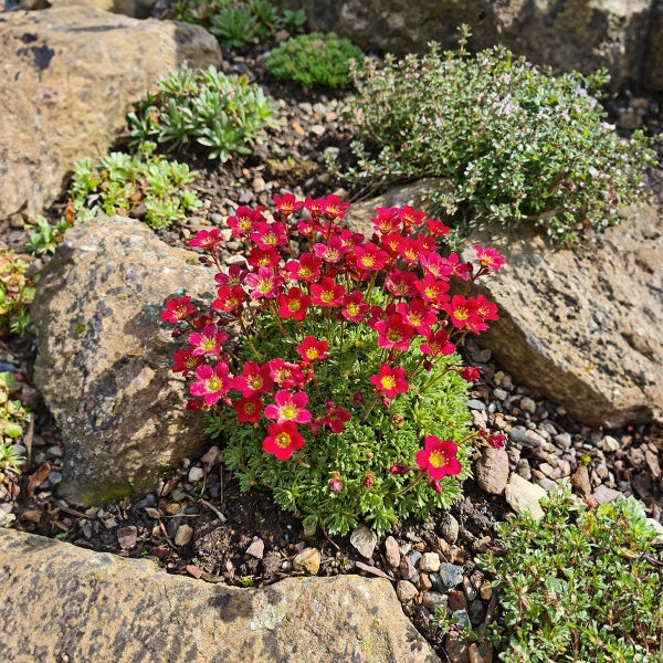 Steinbrech Saxifraga arendsii mit roten Blüten in einem Steingarten mit Natursteinen und weiteren alpinen Pflanzen.