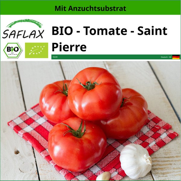 SAFLAX  - BIO - Tomate - Saint Pierre - Solanum lycopersicum - 15 Samen - Mit keimfreiem Anzuchtsubstrat