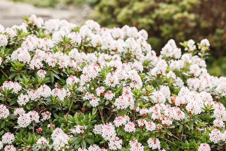 Rhododendron micranthum 'Bloombux' -R-, kompakt, 30–40 cm