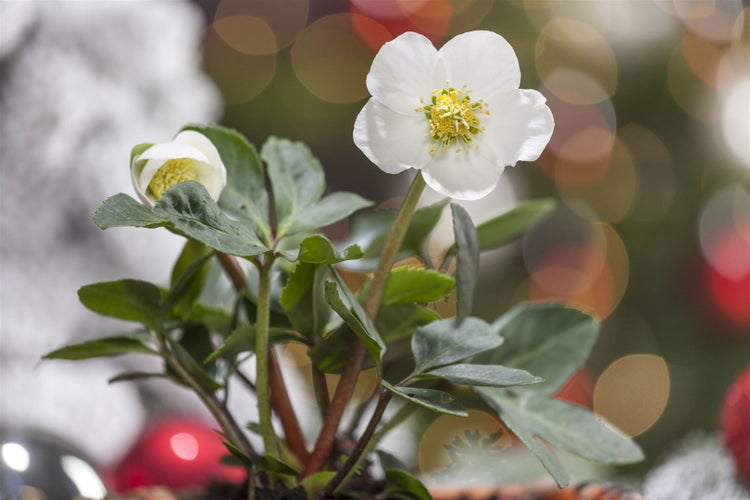Nahaufnahme einer Christrose mit weißen Blüten und grünen Blättern