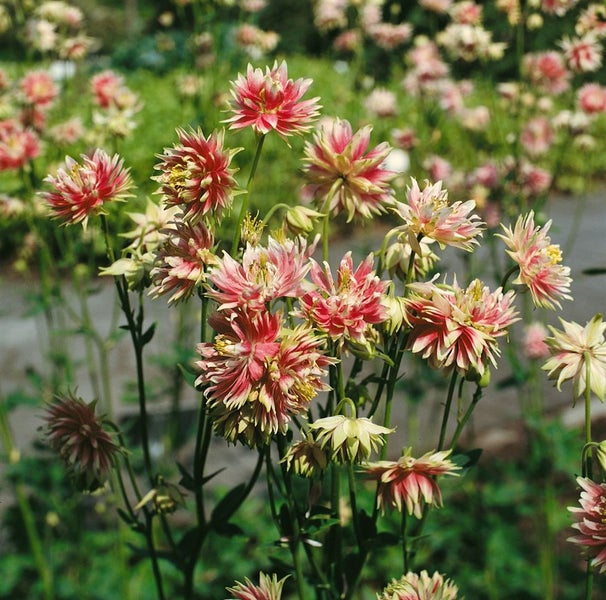 Aquilegia vulgaris 'Nora Barlow', Akelei, gefüllt, ca. 9x9 cm Topf