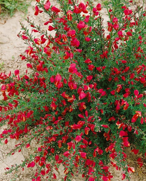 Cytisus scoparius 'Windlesham Ruby', Besenginster, rubinrot, 60–80 cm
