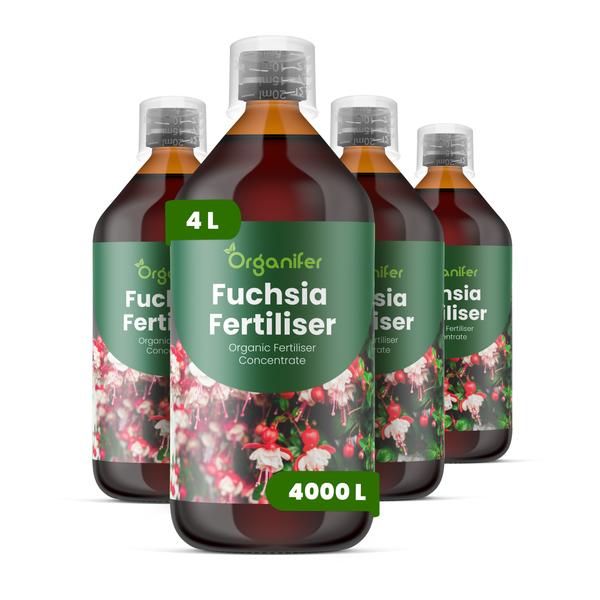Zwei 2 Liter Flaschen Organifer Bio Gummibaumdünger Konzentrat, ausreichend für 2000 Liter.
