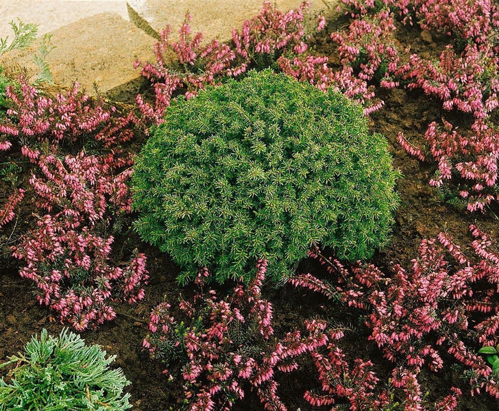 Kugeliger Nadelstrauch umgeben von rosa Heidekraut in einem Gartenbeet mit Erde und Steinrand.