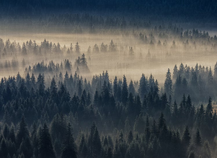 Leinwandbild mit einem Motiv von einem Nadelwald im dichten Nebel.