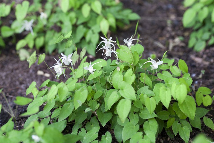 Epimedium x youngianum 'Niveum', Elfenblume, weiß, ca. 9x9 cm Topf