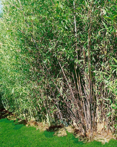 Phyllostachys nigra, Schwarzer Bambus, 80–100 cm
