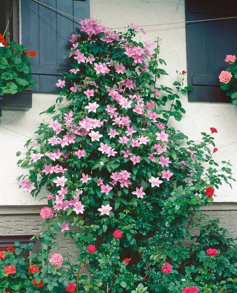 Kletterpflanze mit rosa Blüten an einer Hauswand mit Fensterläden