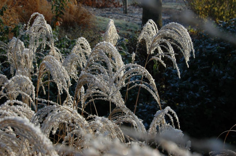 Miscanthus sinensis 'Sioux', Chinaschilf, ca. 11x11 cm Topf