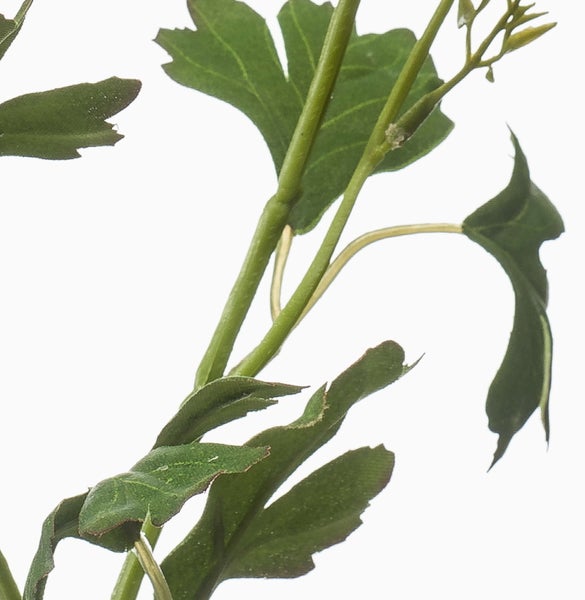 Nahaufnahme einer Kunstpflanze mit grünen gezackten Blättern und Stielen.