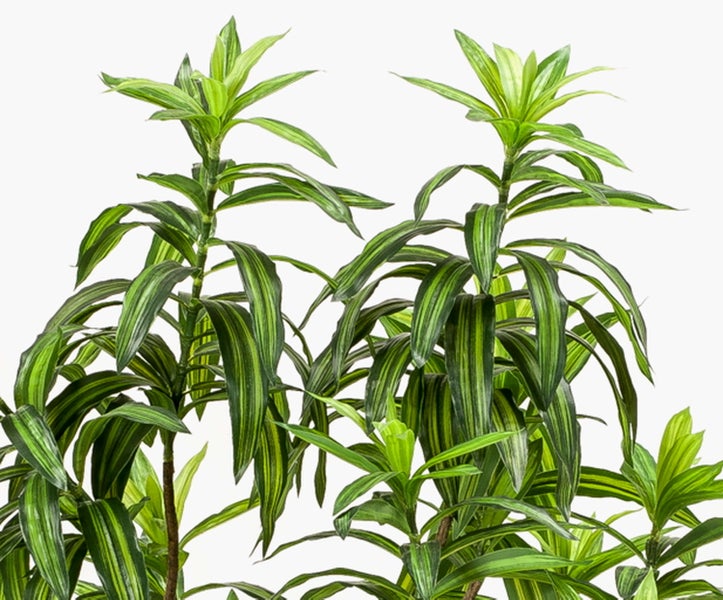 Künstliche Dracaena-Pflanze im schwarzen Kunststofftopf, verzweigter Stamm mit grün-gestreiften Blättern.