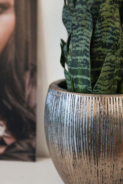 Bogenhanf Sansevieria in einem runden Übertopf mit vertikaler Struktur.