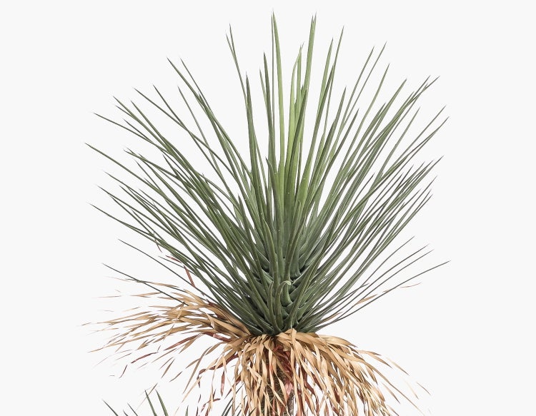 Yucca rostrata mit schmalen, spitzen grünen Blättern und vertrockneten Blättern am Stammfuß.