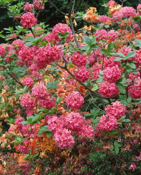 Rhododendron luteum 'Homebush', rosa Blüten, 50–60 cm