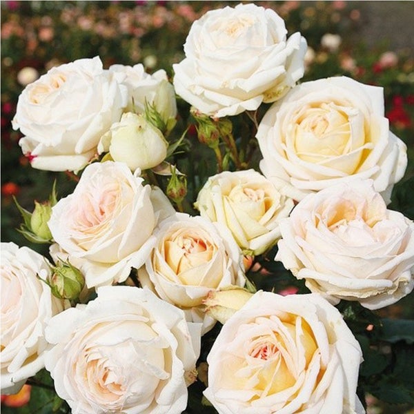 Nahaufnahme von weißen Rosenblüten