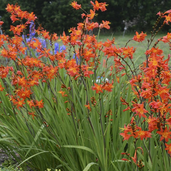 Gruppe von Crocosmia-Blumen im Garten