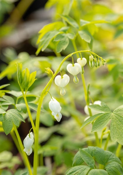 Dicentra spectabilis 'Alba', Tränendes Herz, weiß, ca. 9x9 cm Topf